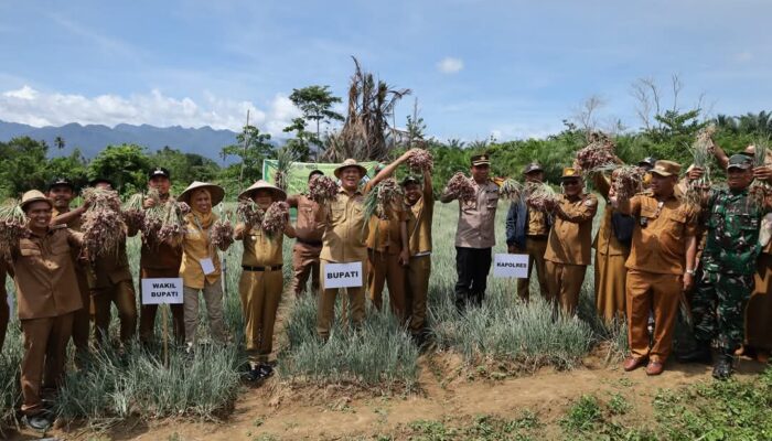 Bupati Konawe Utara bersama Wakilnya Panen Raya Bawang Merah di Desa Tetewatu