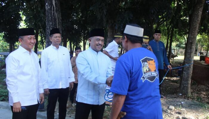 Polda Sultra Sembelih 378 Ekor Sapi, Wujud Kepedulian Sosial di Hari Raya Idul Adha 1446 H