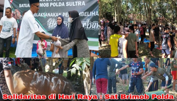 Solidaritas di Hari Raya : Sat Brimob Polda Sultra Kurban 130 Sapi dan 1 Kambing