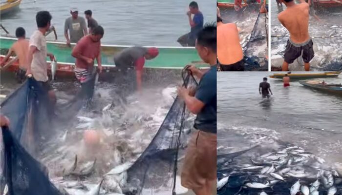 Viral di Medsos, Warga Pukat Ikan di Laut Lasolo Konut Tuai Pujian: Ikan Masih Melimpah dan Segar