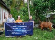 Bank Sultra Salurkan 23 Ekor Sapi Kurban untuk Masyarakat Sultra Jelang Idul Adha 1447 H