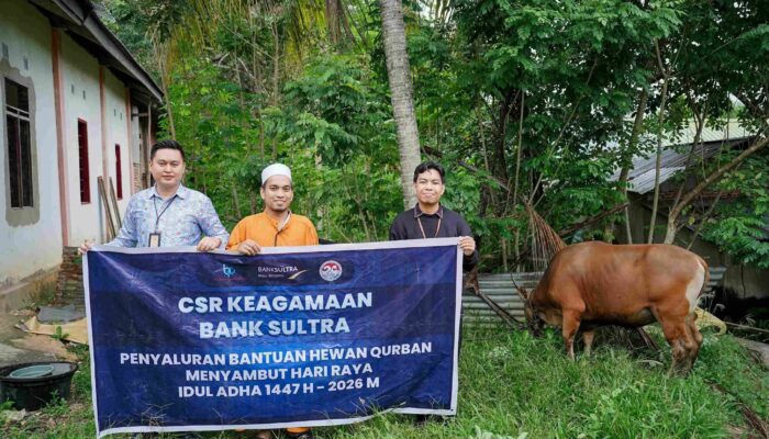 Bank Sultra Salurkan 23 Ekor Sapi Kurban untuk Masyarakat Sultra Jelang Idul Adha 1447 H