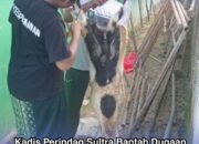 Kadis Perindag Sultra Bantah Dugaan Paksaan Iuran Kurban, Sebut Dana Terkumpul Digunakan untuk Kurban Kambing di Pesantren