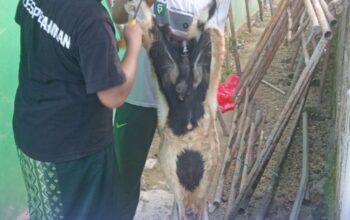 Kadis Perindag Sultra Bantah Dugaan Paksaan Iuran Kurban, Sebut Dana Terkumpul Digunakan untuk Kurban Kambing di Pesantren