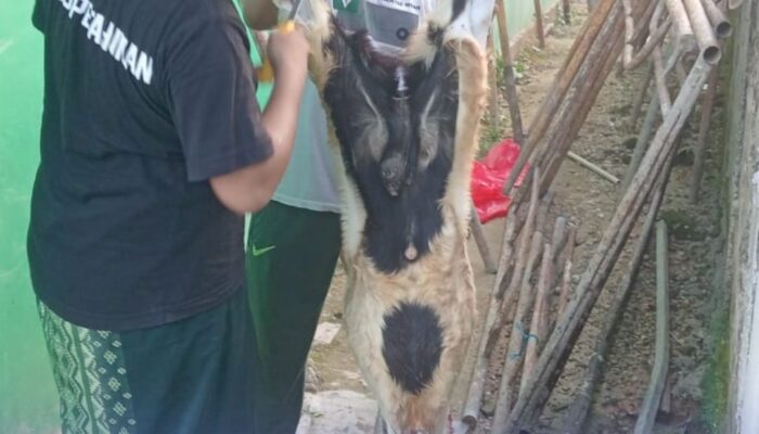 Kadis Perindag Sultra Bantah Dugaan Paksaan Iuran Kurban, Sebut Dana Terkumpul Digunakan untuk Kurban Kambing di Pesantren